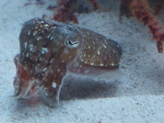 マクセル　アクアパーク品川