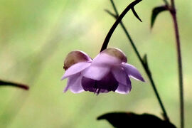 馬場花木園散歩　８月の花（２０種）２０２４年