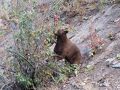 2024夏 Grand Teton & Yellowstone 国立公園の旅4 (Lower Fallsハイキング)