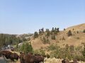2024夏 Grand Teton & Yellowstone 国立公園の旅5 (Lamar Valley & Mammoth)