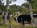 【百名山・四阿山→根子岳】笹薮こぎしてお手軽縦走、晴れてたらキレイなんだろうな～
