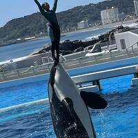 南国ホテルに宿泊。サンキューちばで行く一人旅、久里浜、誕生寺、鴨川シーワールド。