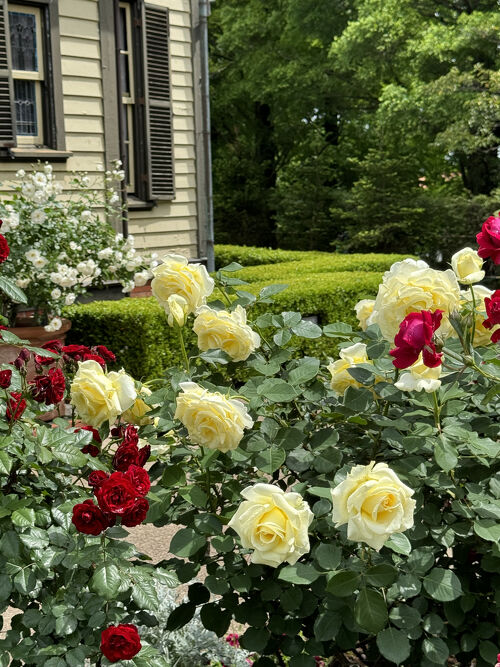 2024年 バラ香る横浜☆母娘2人旅【1】まるでヨーロッパ！山手西洋館