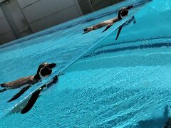 鳥羽水族館でラッコとジュゴンに癒される