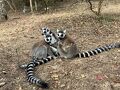 バオバブが見たい！５連休でマダガスカル一人旅：アンタナリヴォ編