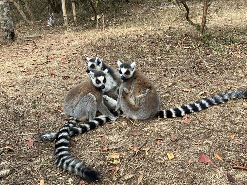 バオバブが見たい！5連休でマダガスカル一人旅：アンタナリヴォ