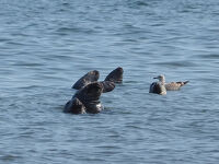 広いカナダの小さな島　10年振りのPEI　後半