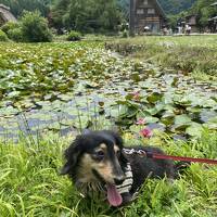オランダ人のお友だちと、わんこを連れて白川郷と高山散策日帰り旅行