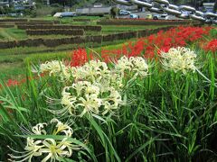 横瀬町・寺坂棚田の彼岸花