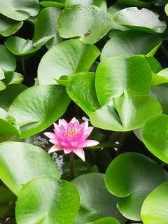 ☆ 15回目の 大人の休日倶楽部パス 温泉巡りの旅 ☆ 飯坂 温泉 花巻温泉 天童温泉 盛岡 塩原温泉 No.4盛岡、塩原温泉 