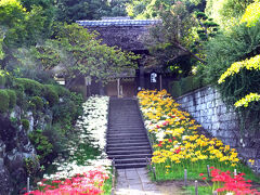 横浜西方寺の彼岸花は４色　2024年