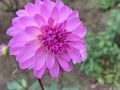 農業科学館のバラ園へ