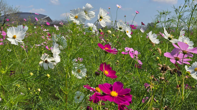 2024年10月13日~<br />3泊4日で埼玉県ではコスモスに花手水、長野県では紅葉の始まった軽井沢~小諸~佐久を楽しんで来ました、旅行記は埼玉県編と長野県編にわけてアップ予定です<br /><br />初日は埼玉県鴻巣市のコスモスアリーナふきあげ周辺の荒川河川敷のオレンジ、イエローのキバナコスモスに、ピンクや赤、白など約1,000万のコスモスを楽しみ、その後行田の八幡神社から始まった花手水を楽しみました<br /><br />宿泊したホテルは翌日新幹線で軽井沢に移動するので、新幹線熊谷駅近くのホテルサンルート熊谷駅前のシングルルームに宿泊しました<br /><br />10月中旬になり、ようやく秋の気配も感じるようになりました、コスモスに、花手水の散策最後まで楽しんでください。<br /><br /><br />トップ画像は吹上の荒川の河川敷に咲くコスモスです<br /><br />