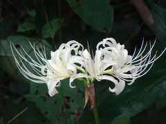 馬場花木園散歩　9月の花（２３種）２０２４年