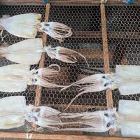 6歳、4歳＆ジジババと唐津◇唐津、呼子のイカを食べよう！