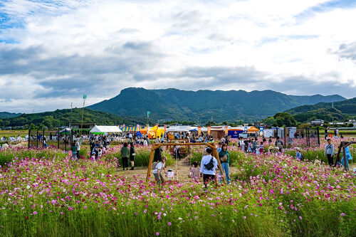 三光コスモス園 2024』耶馬溪・中津・玖珠(大分県)の旅行記・ブログ by