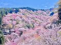 吉野山 お花見登山