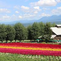 北海道*道央の旅３【ファーム富田・青い池・ケンとメリーの木・ニューオータニイン札幌・トレジャー】