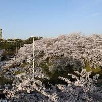 白山公園の桜