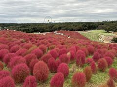 紅葉したワインレッドのコキア　ひたち海浜公園