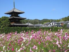 中宮寺跡と法起寺のコスモス　満開でした