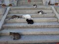 2024年11月　岡山県旅行　ホテルリマーニ泊り　牛窓・岡山　牛窓の猫ちゃん　林原美術館