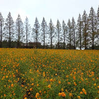 大雨警報発令中の宮崎へ・・・
