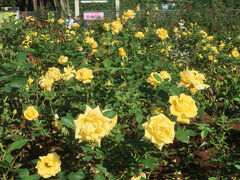 見ごろが遅くなってこんな時期に・・・谷津バラ園&#127801; 