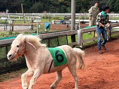 埼玉県民は1人無料キャンペーンだったから、富士サファリパークへ行って競馬歴51年のFUKUJIROがサファリダービーを的中しました