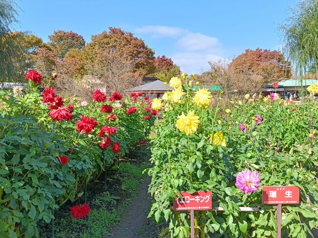 2024年・秋の東北巡り（置賜エリアの紅葉・川西ダリヤ園・山形蔵王）