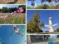 短い秋見～つけた　Ver.2024（とよのコスモス園と万博公園紅葉まつり）+靭公園花と彫刻展