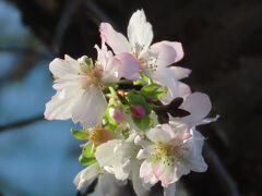 久し振りに冬桜を見る