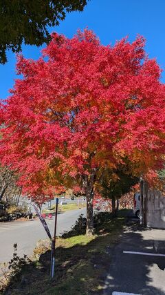 【日光白根山ロープウェイ】紅葉見に行コウヨウ！