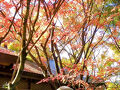 福岡の紅葉寺「呑山観音寺」へGO～ドウダンツツジが見頃でした～