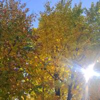 紅葉のクラシックフェス2024