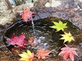 古峰(ふるみね)神社・紅葉・鯉