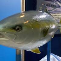 富山でお寿司～サウナ～日本酒～カロリー消費