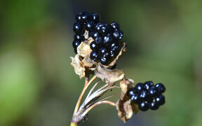 馬場花木園散歩　１０月の花（２９種）２０２４年