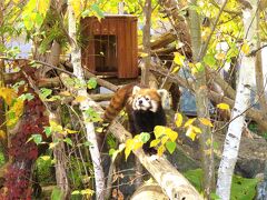 2024年も札幌レッサーパンダ遠征は黄紅葉を愛でながら（３）円山動物園いろいろ＆ハイライト：動物園センターにも寄る～カンガルー館に昔の写真