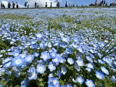 2024年☆東京近郊の花巡り～ネモフィラとチューリップ、つつじにモンブラン♪魅力満載の茨城