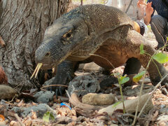 コモドドラゴンを見にインドネシアへ