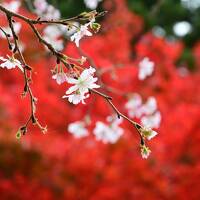 2024紅葉三昧♪　　宇奈月トロッコ列車、寺家公園、高山、下呂温泉、佐見川峡　＊DQWお土産一つ＊