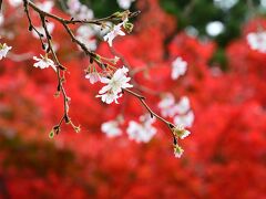 2024紅葉三昧♪　　宇奈月トロッコ列車、寺家公園、高山、下呂温泉、佐見川峡　＊DQWお土産一つ＊