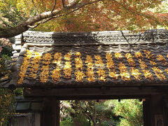 滋賀県の名刹「石山寺の紅葉」～情報では「色づき始め」それでも見応え十分でした！～