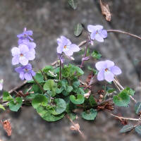 「ばーば、オハナヲ　トッテハダメヨ。　オハナハ　ミルダケヨ」