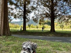 犬旅～メタセコイア並木編～