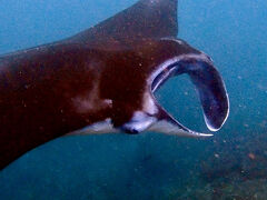 タイさんの旅 インドネシアから東へ。5日目(2024/11/19) ペニダ島、マンタツアー