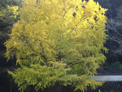 2024年11月東京(御岳山(武蔵御嶽神社(拝殿 本殿 各種末社 安産社)  御岳渓谷(玉堂美術館 遊歩道 寒山寺 小澤酒蔵(唎酒))