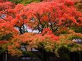 【佐賀 古湯温泉・ONCRI】雷山千如寺大悲王院(糸島市)の大楓を訪ねて (紅葉だより)