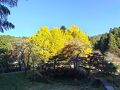 紅葉を見に鳳来寺山へ